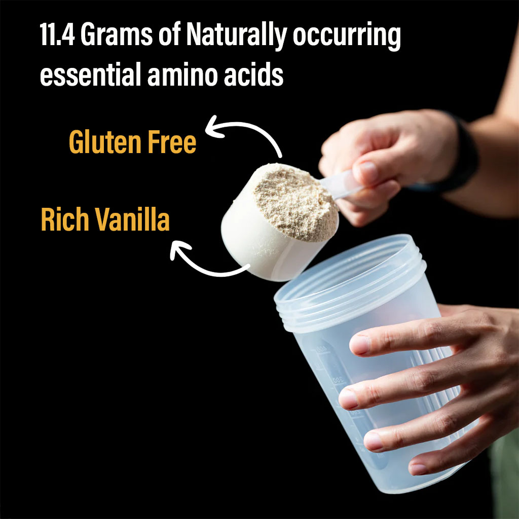 Optimum Nutrition Gold Standard 100% Isolate Rich Vanilla 1.58lb