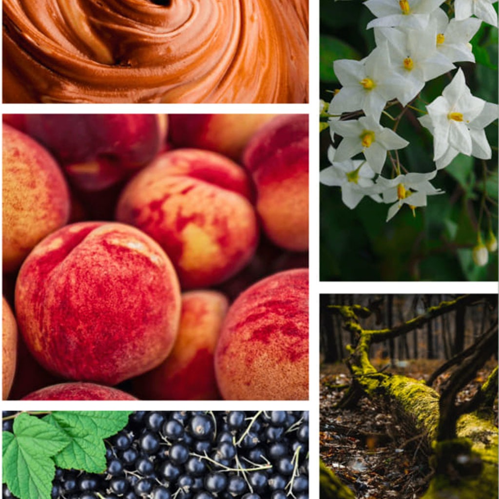 Preparfumer Cannes Perfume - Fruity Floral Luxury Fragrance 15ml