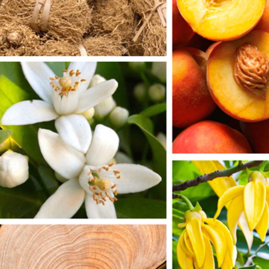 Preparfumer Saint Tropez Perfume - Floral Fruity Luxury Fragrance 15ml