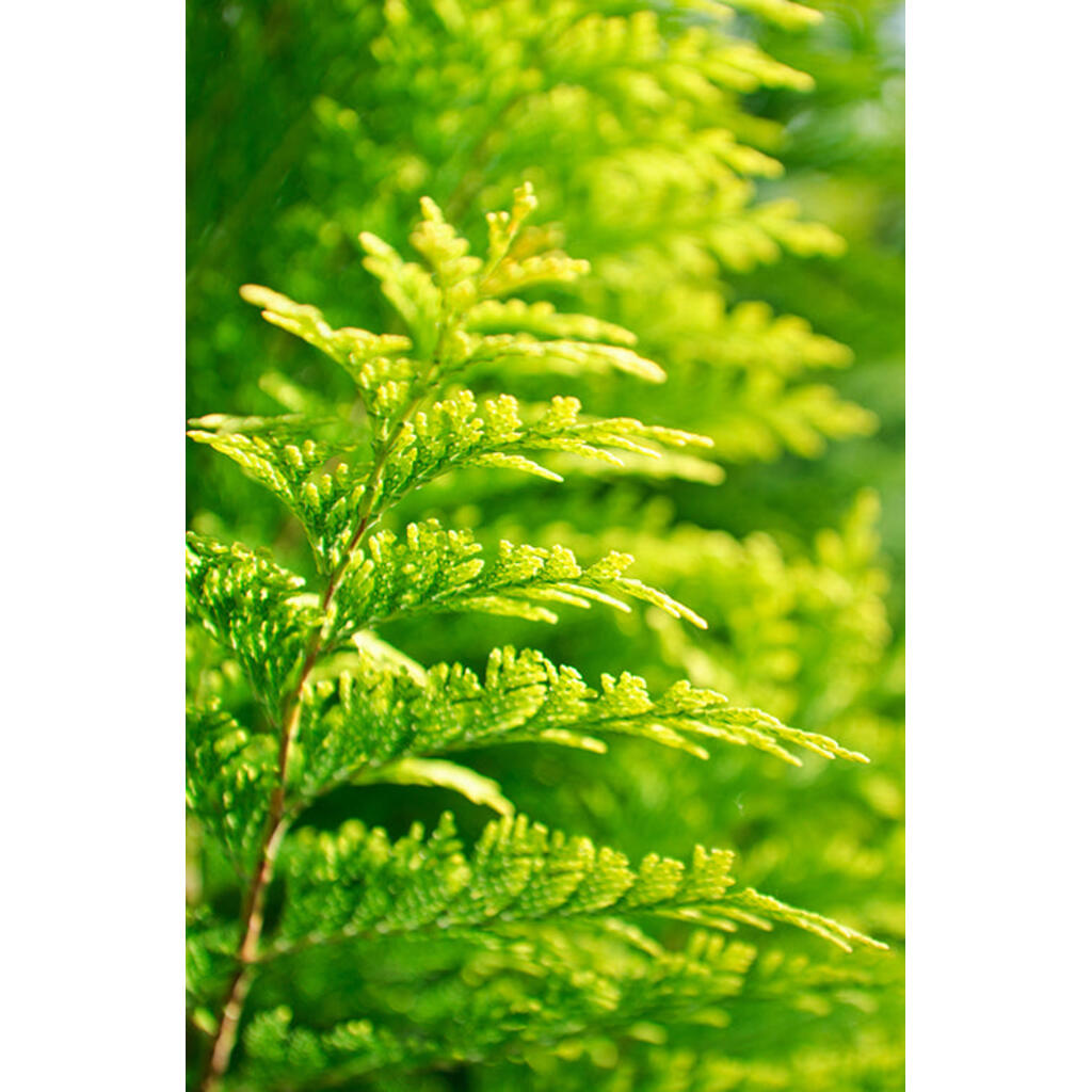 Mercedes Benz Private Eau De Parfum For Men 100ml