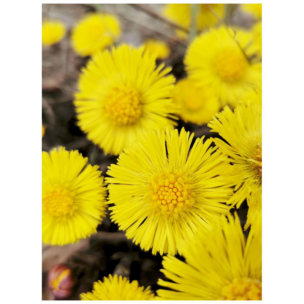 Rausch Anti-Dandruff Hair Conditioner With Coltsfoot 150ml