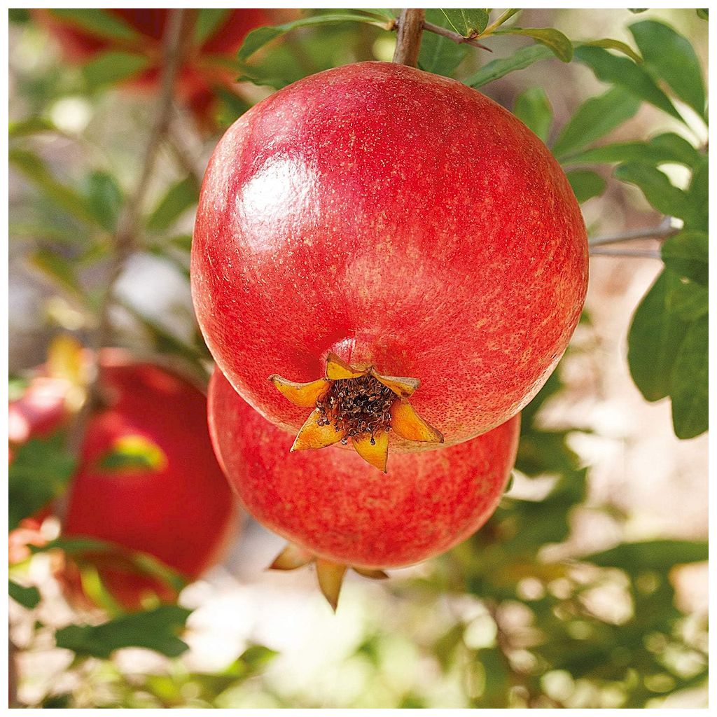 Weleda Pomegranate Creamy Body Wash 200ml